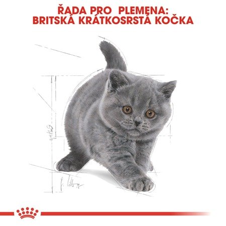 ROYAL CANIN British Shorthair Kitten 10kg + PŘEKVAPENÍ ZDARMA !